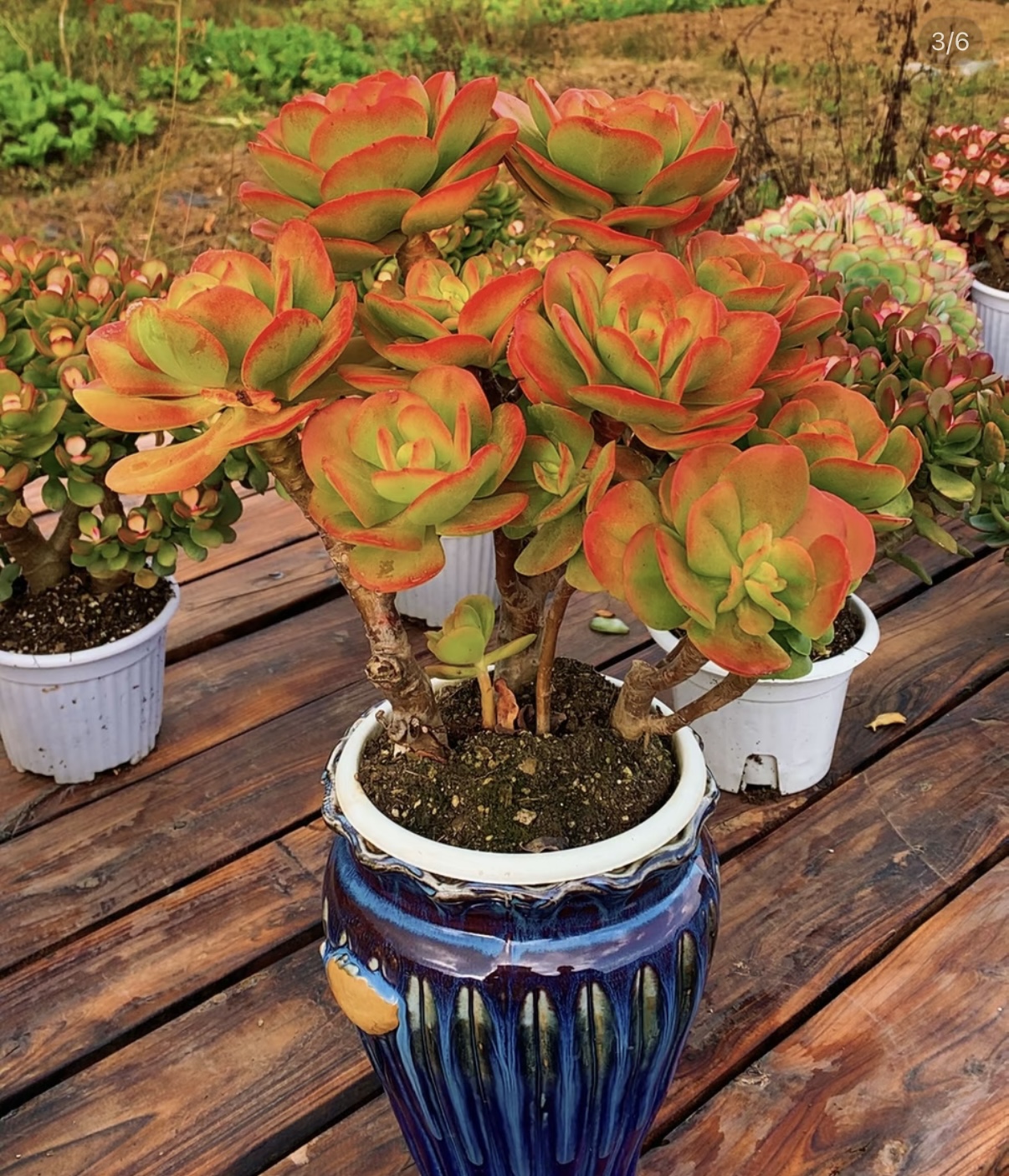 XS 老桩红梅  新手好养带盆栽好美观多肉植物秋季