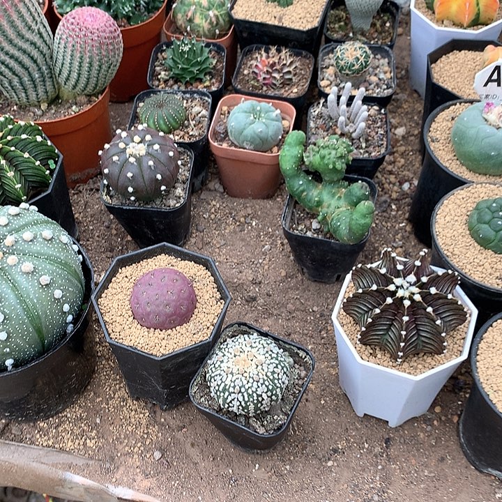 ?*朵333333333333333