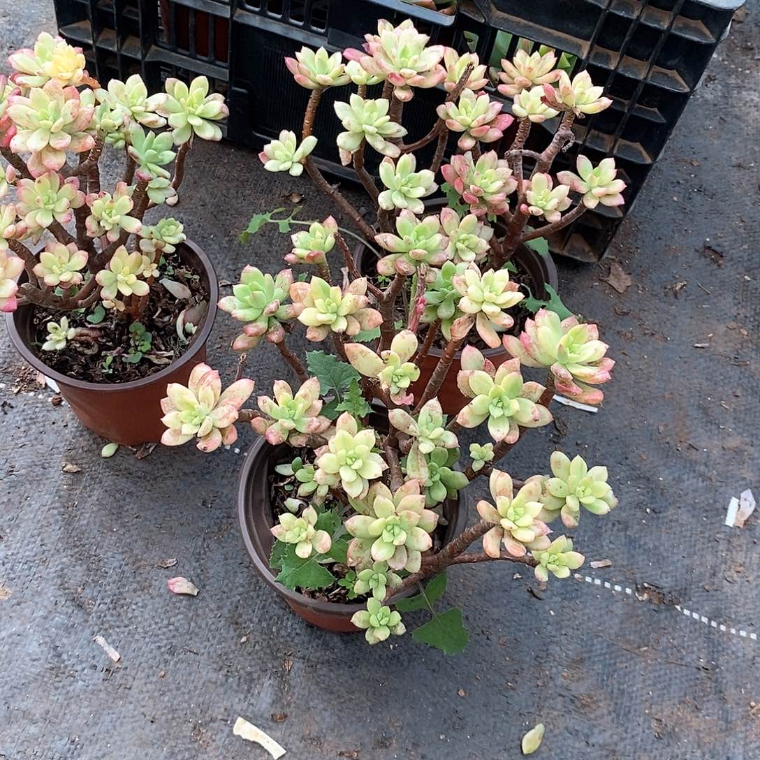 叮当锦3颗多肉植物