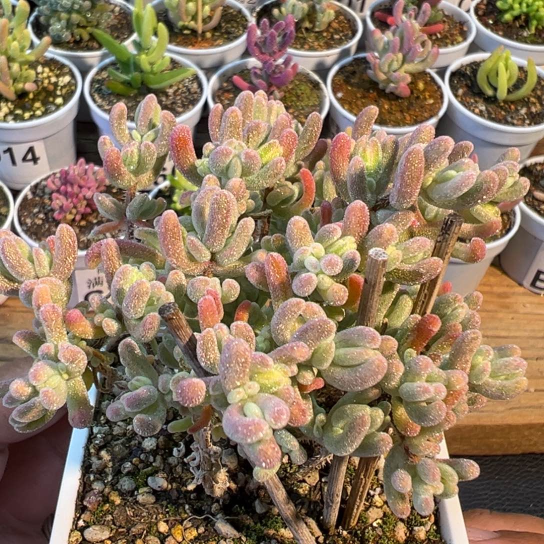 30-379橙叶白锦七方盆老桩