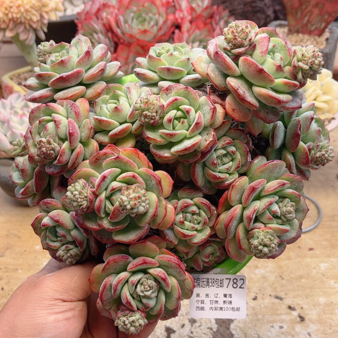 782香草德华多肉