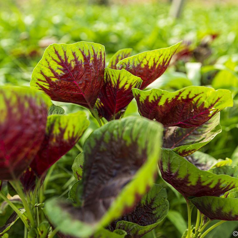 【全店满5元包邮】大圆叶红苋菜种籽红苋菜种籽四季蔬菜红圆叶