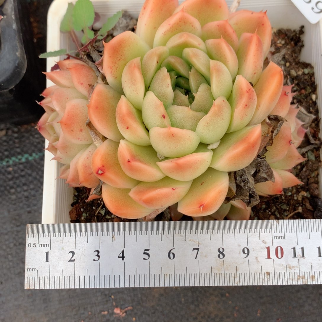 4239杂交精品基地10厘米