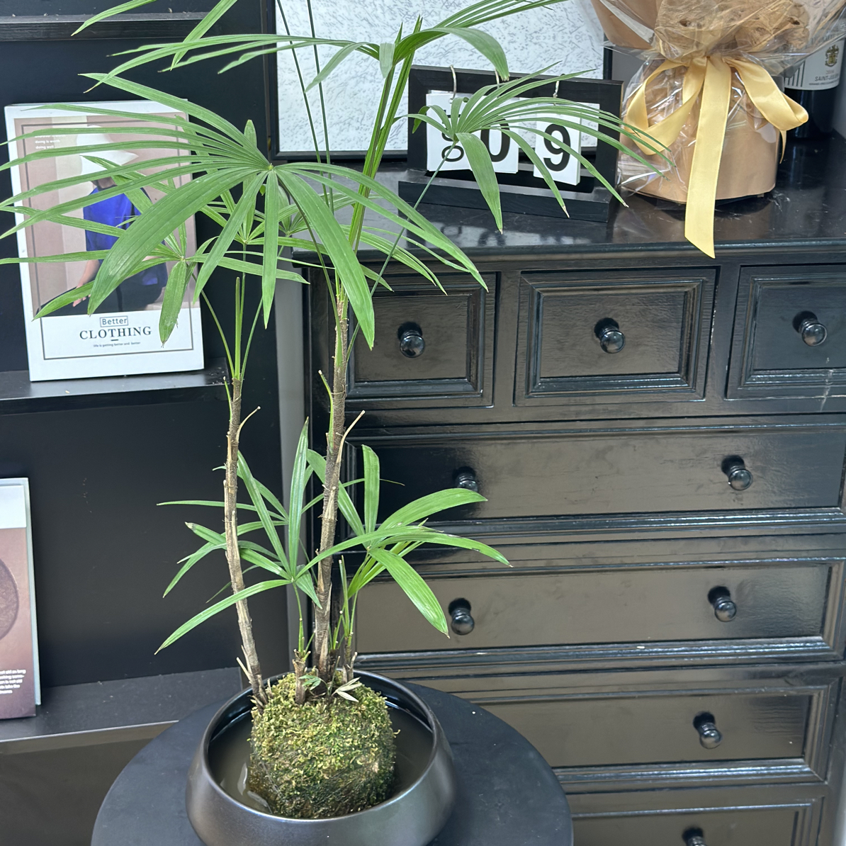 【棕叶竹】禅意风满满办公桌茶室紧致盆栽