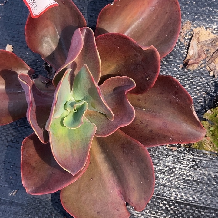 多肉包菜多肉包菜小宠