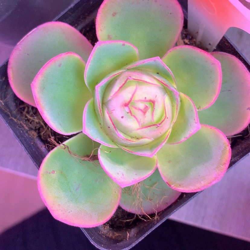 【闪购商品】yjj195