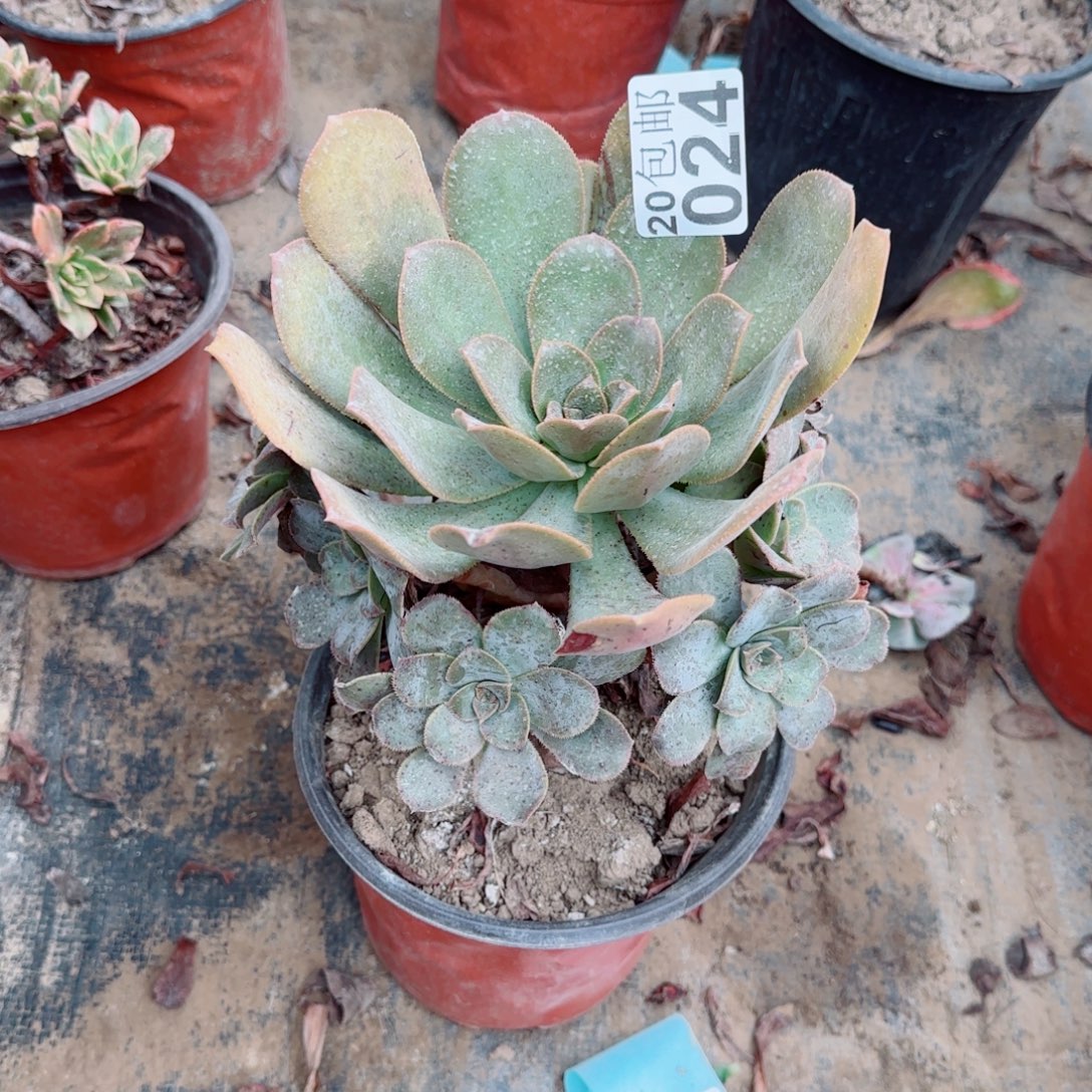 花前月下024满20包邮断枝不包瑕疵