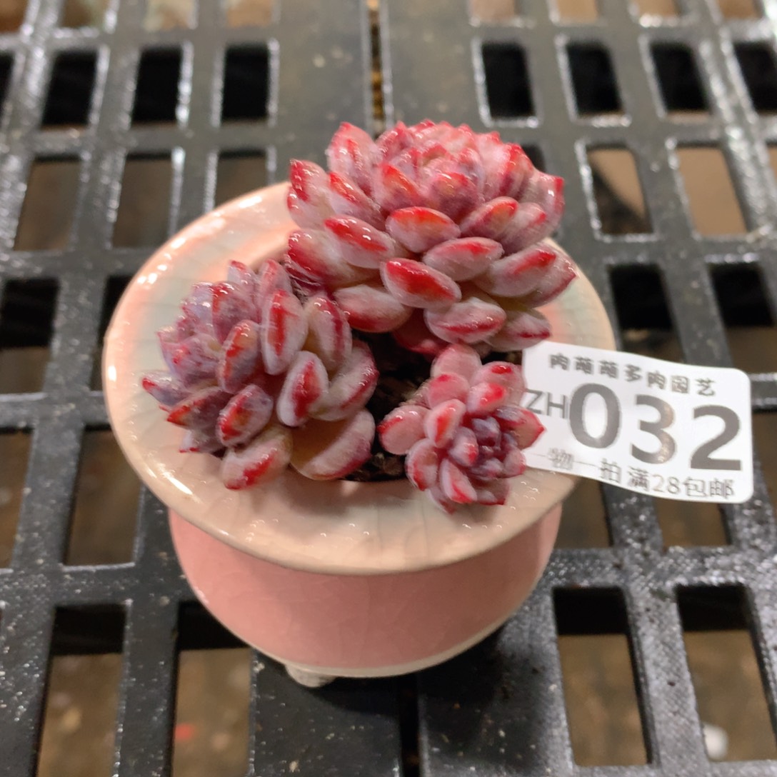 肉萌萌拇指盆精控多肉ZH032