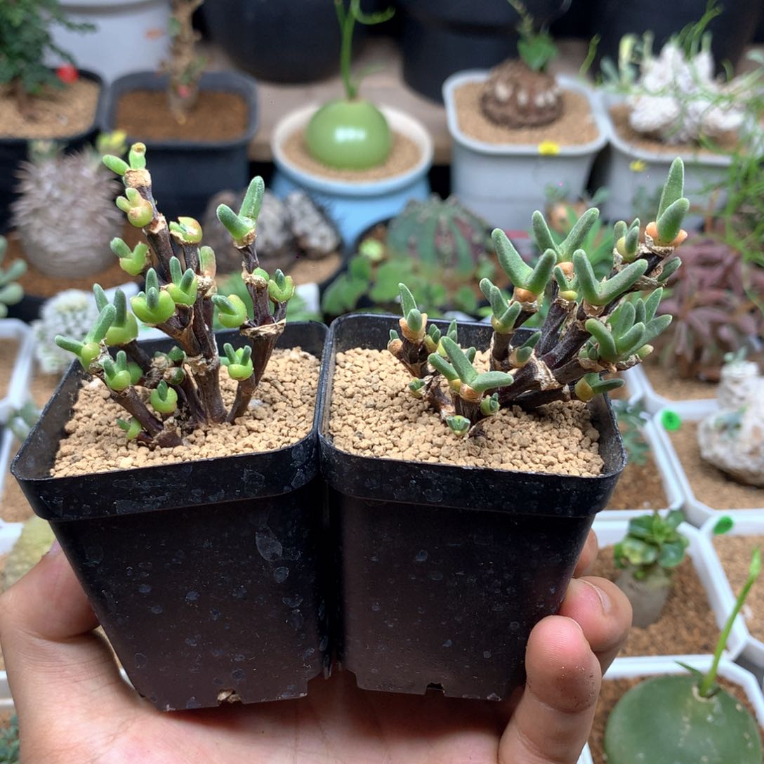 枝干兔子多肉带盆