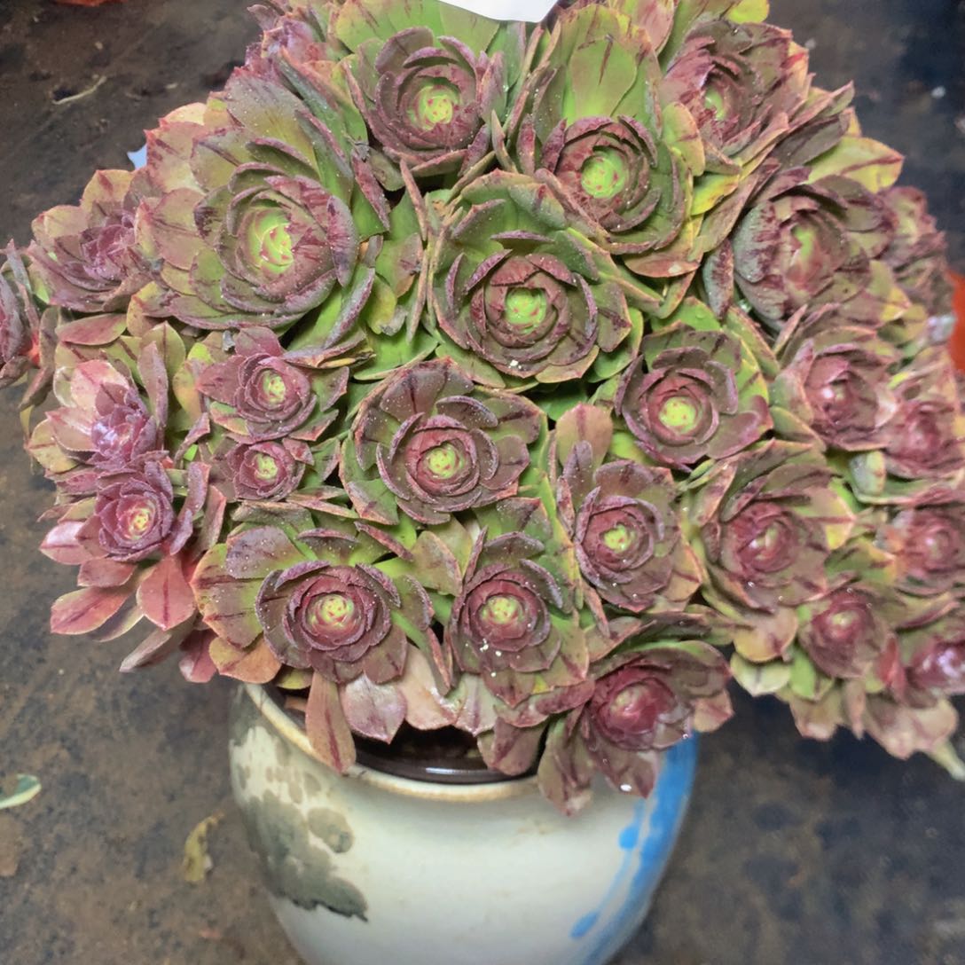 216迈拉丝多肉植物