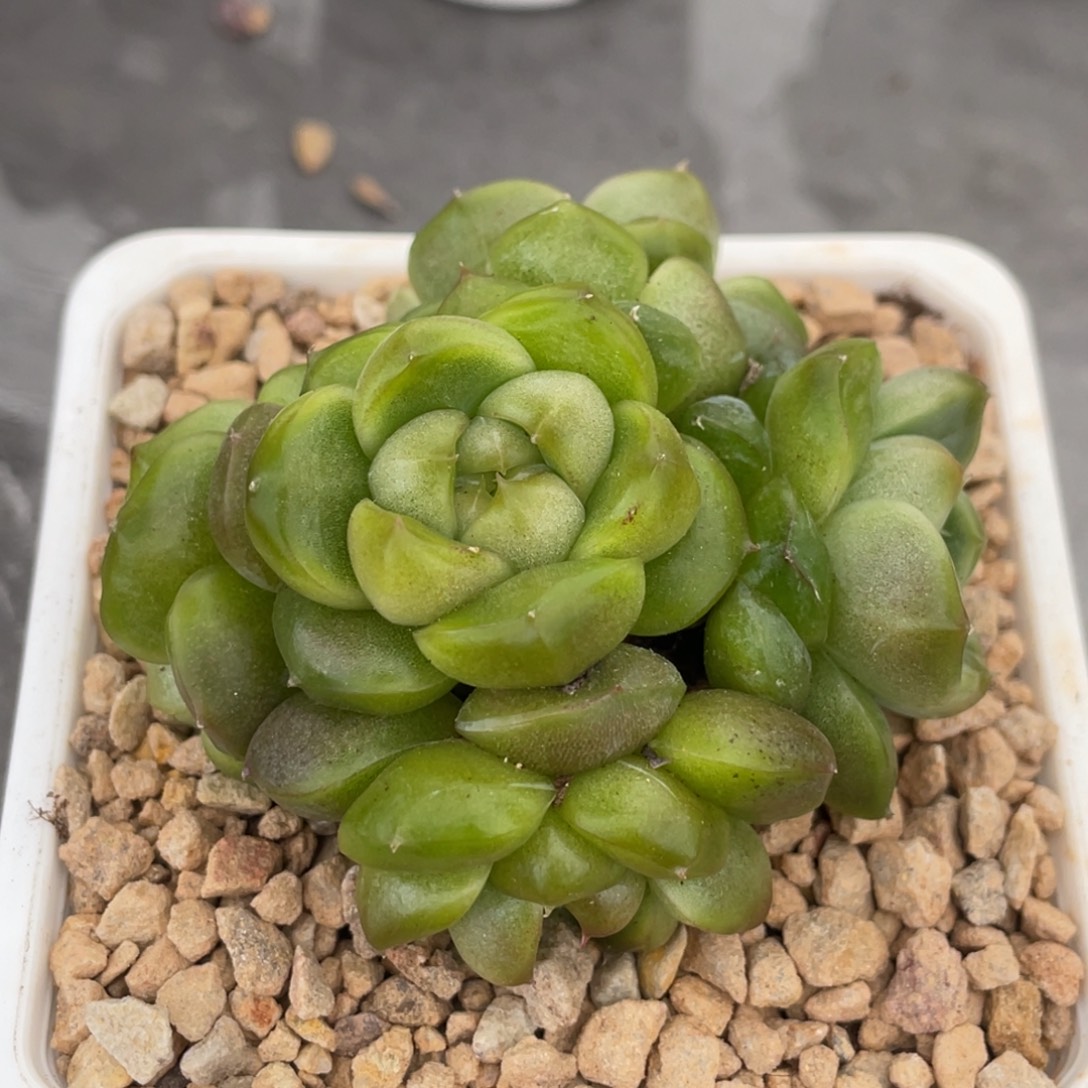 蓝水鬼珍妮群生手捧