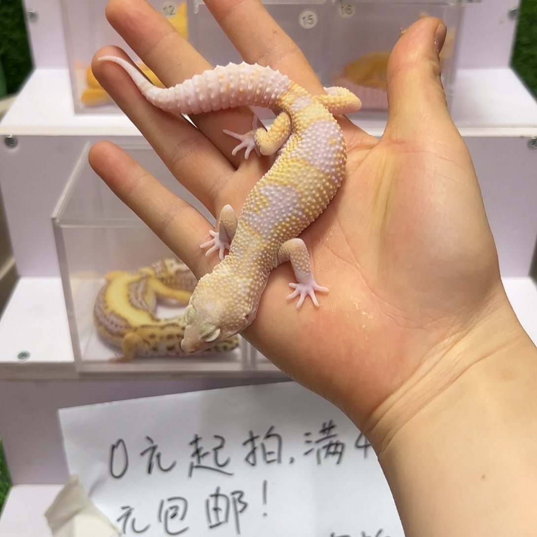 豹纹守宫豹纹守宫