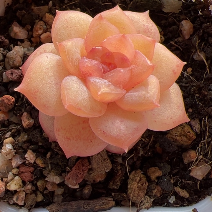 一物一拍，精品糖心，尺寸不大介意勿拍