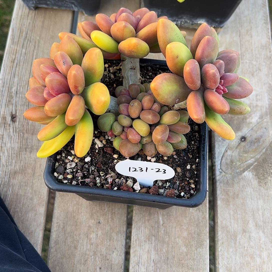 ****蝶1231-23精控芒果奶