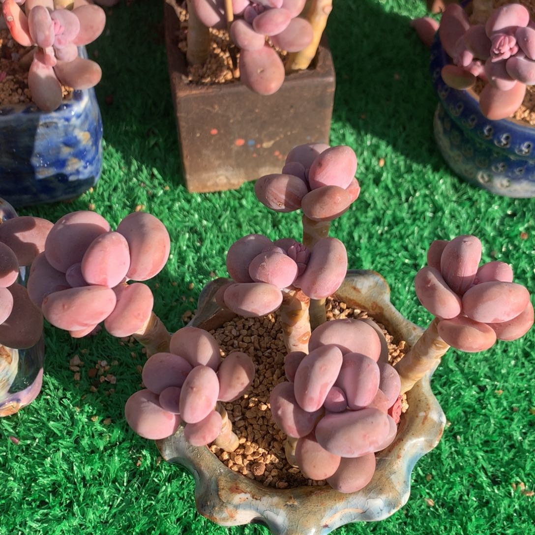 蛋黄奶无砍老桩一物一拍