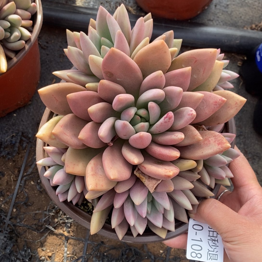 勿秒拍秒退1210-108桃花源