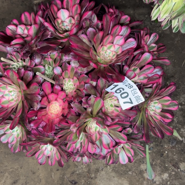 1607同白拼盆多肉植物