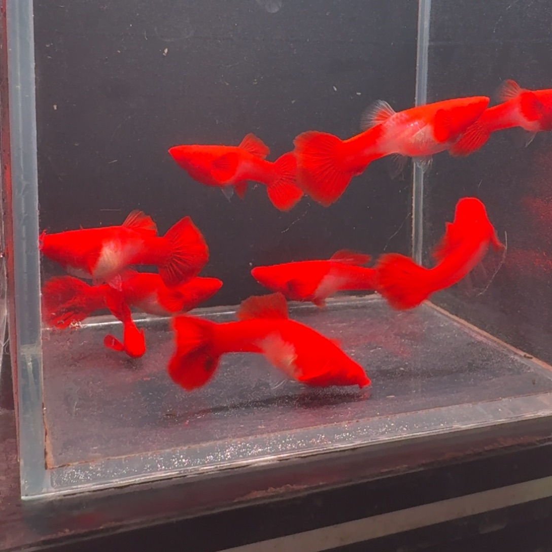 孔雀鱼小号通背2公8母