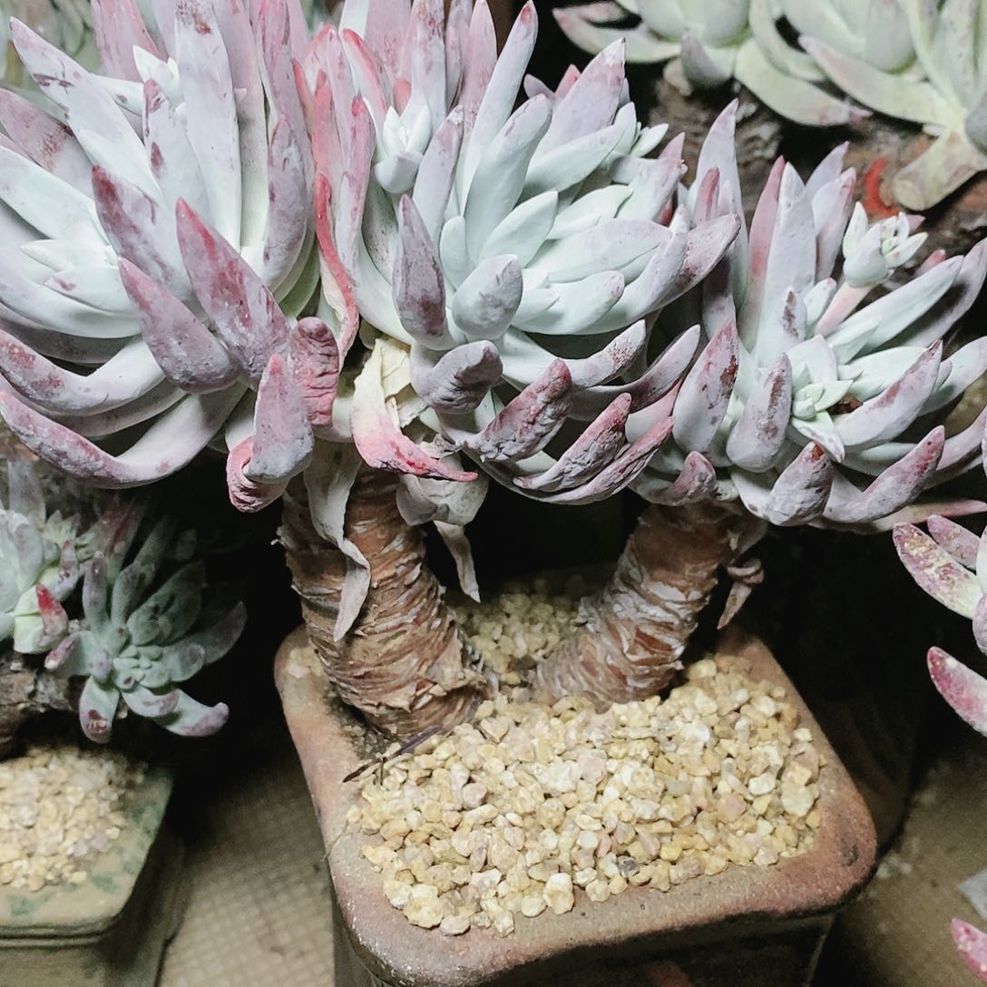 【闪购商品】日*明哈哈哈初霜苹果叶多肉2138