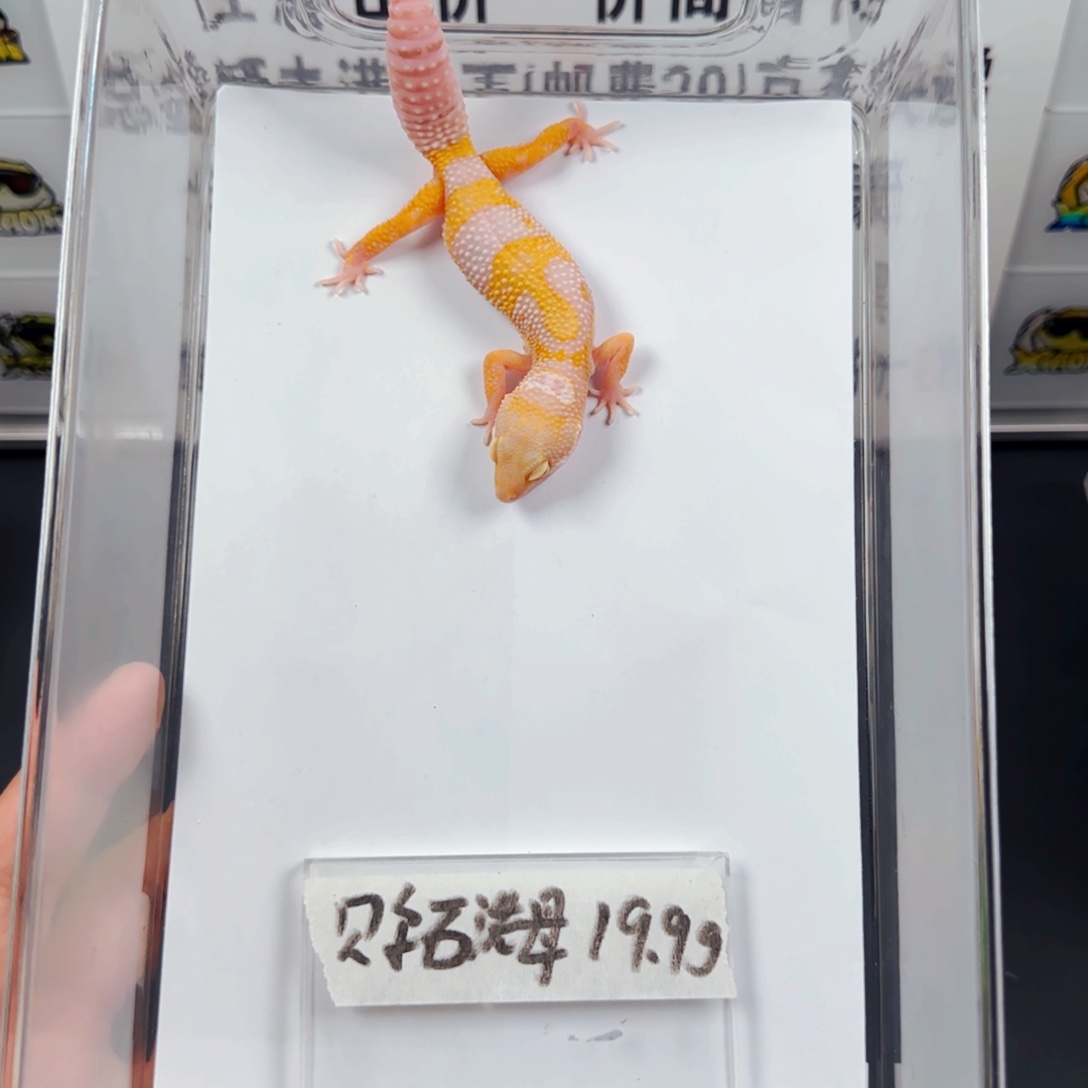 豹纹守宫豹纹守宫