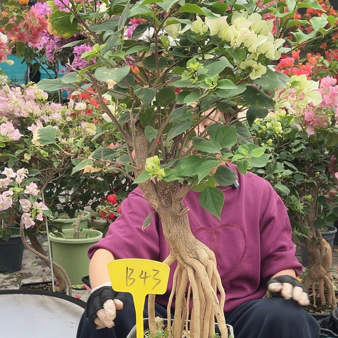 小***沙大部分花苞少量开放B43绿樱