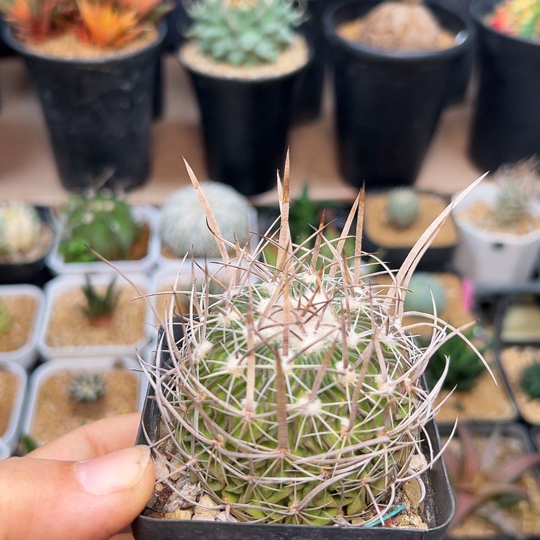 狂刺振武玉实生5.7cm