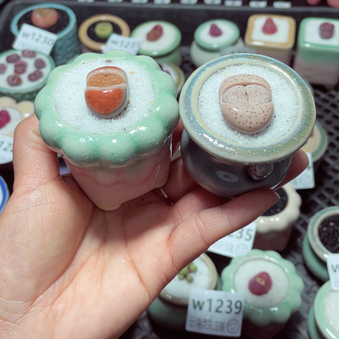 w1242 带盆土发货-零下地区拍保温箱