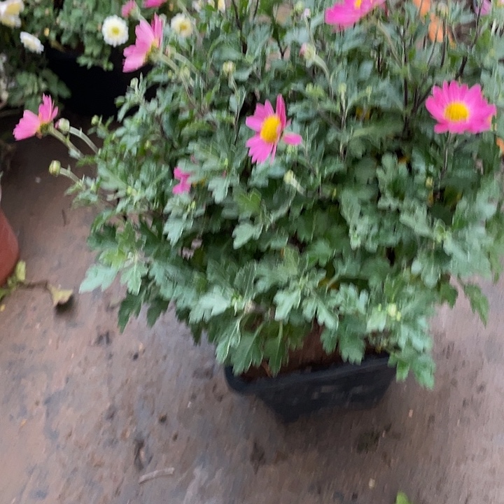 玉***人58菊花菊花菊花计划经济