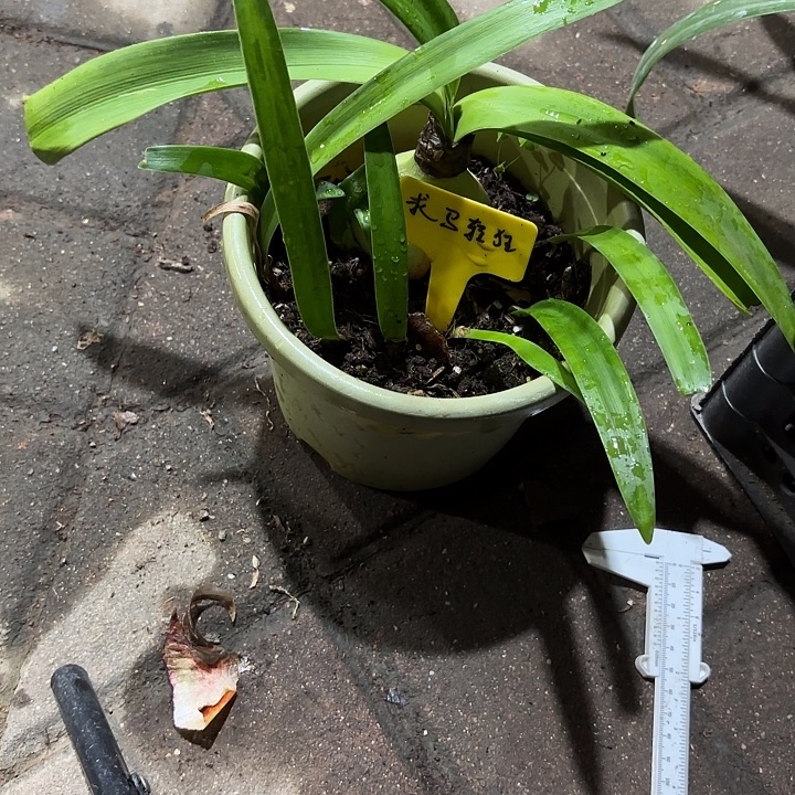 无花朵朱顶红裘马轻狂一坨