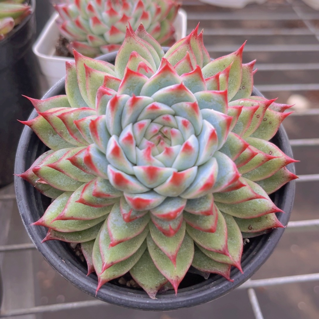 桃夭仙子9公分999999999999