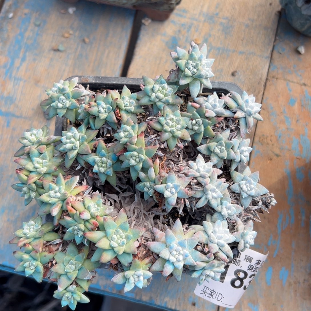 格诺玛白菊～ 一物一拍1833