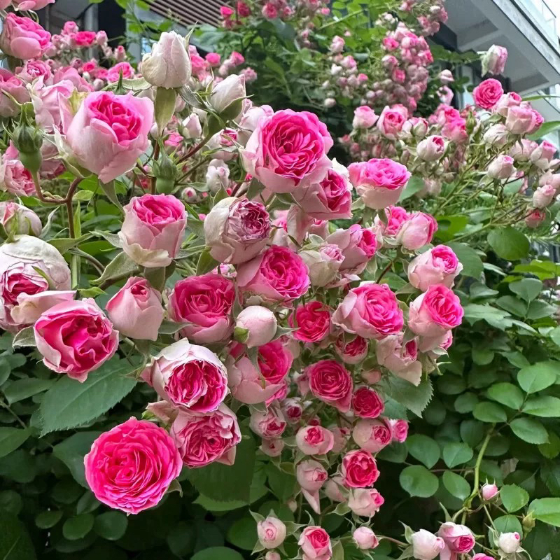 胭脂扣爬藤月季花苗多头勤花可庭院地栽阳台盆栽花卉