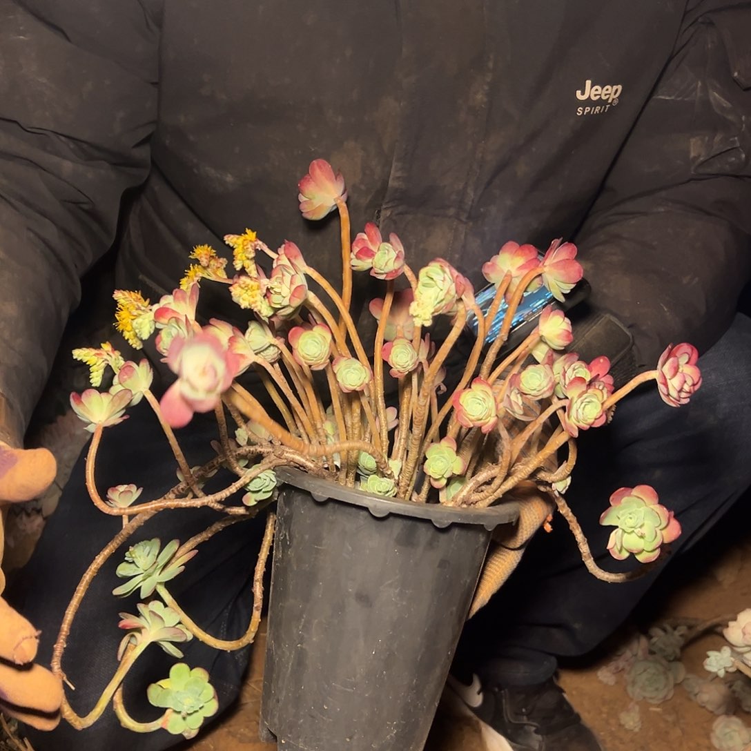 圆叶薄化妆多肉 一棵发货