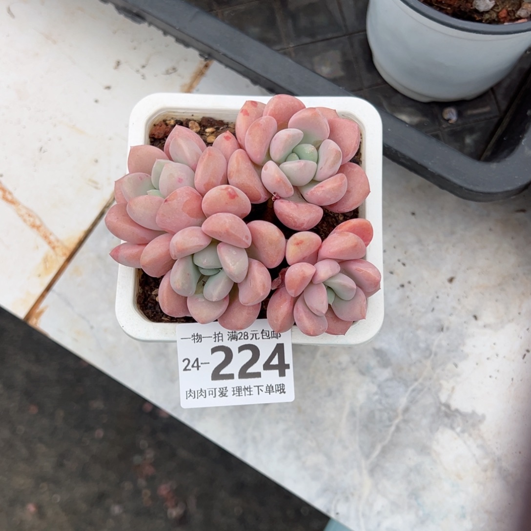 花斑鹿多肉多肉多肉多肉