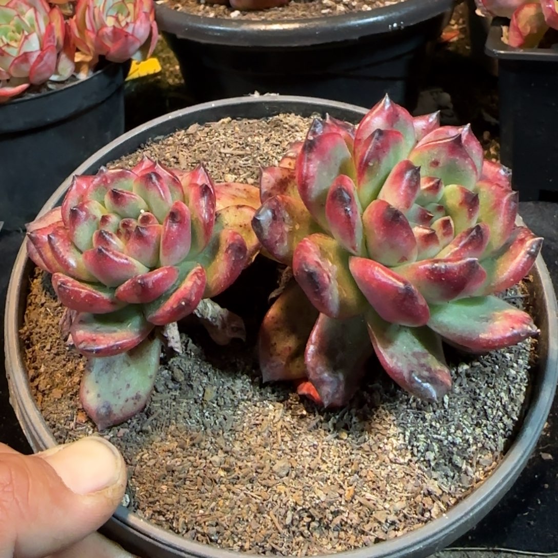 Tm 一物一拍包装收缩花旱