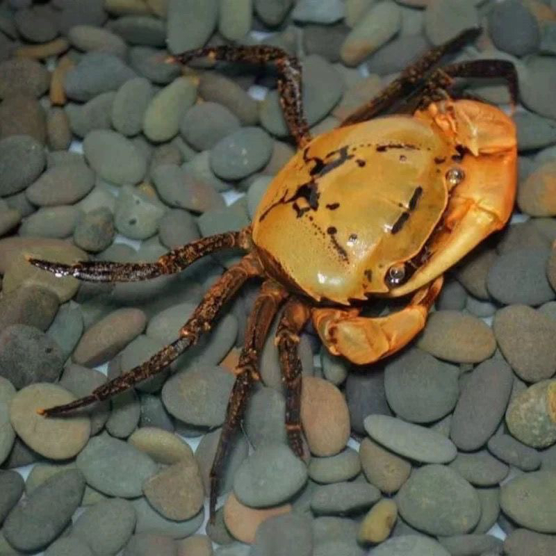 原生态，溪流螃蟹，山螃蟹