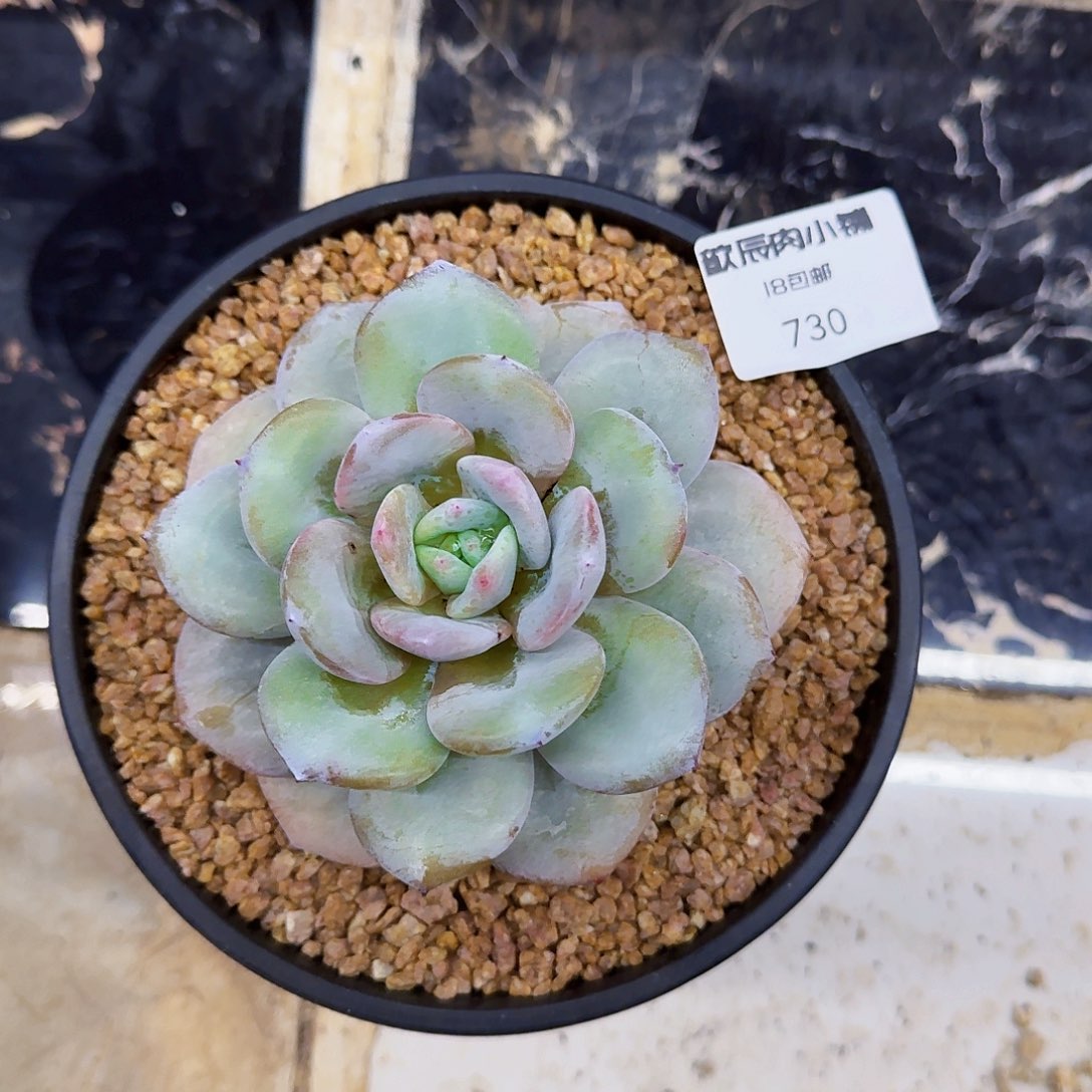 多肉植物奶茶单头730