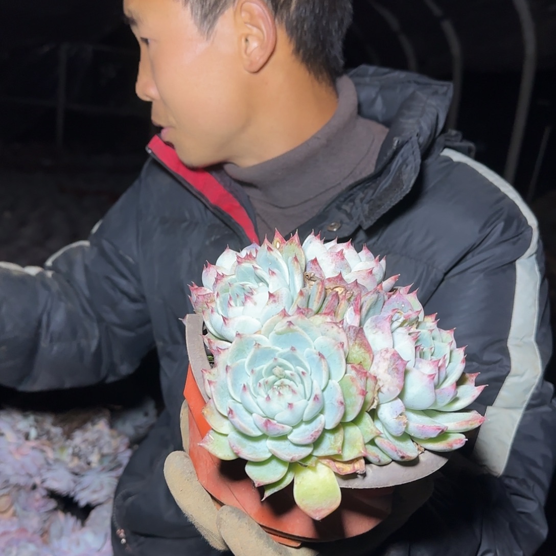 盆栽吉娃娃多肉1棵