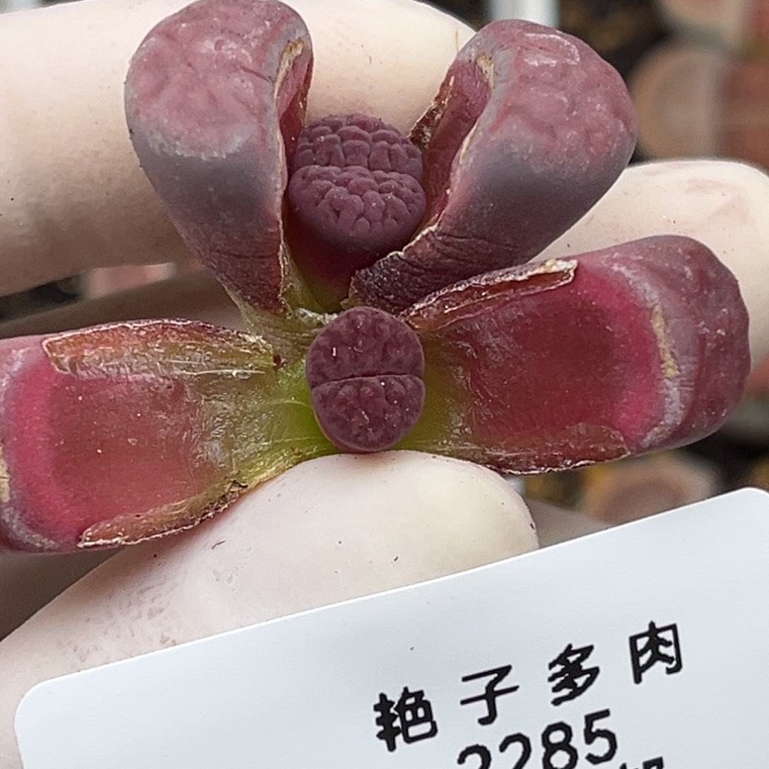 2285号两颗阿克塞尔玫瑰