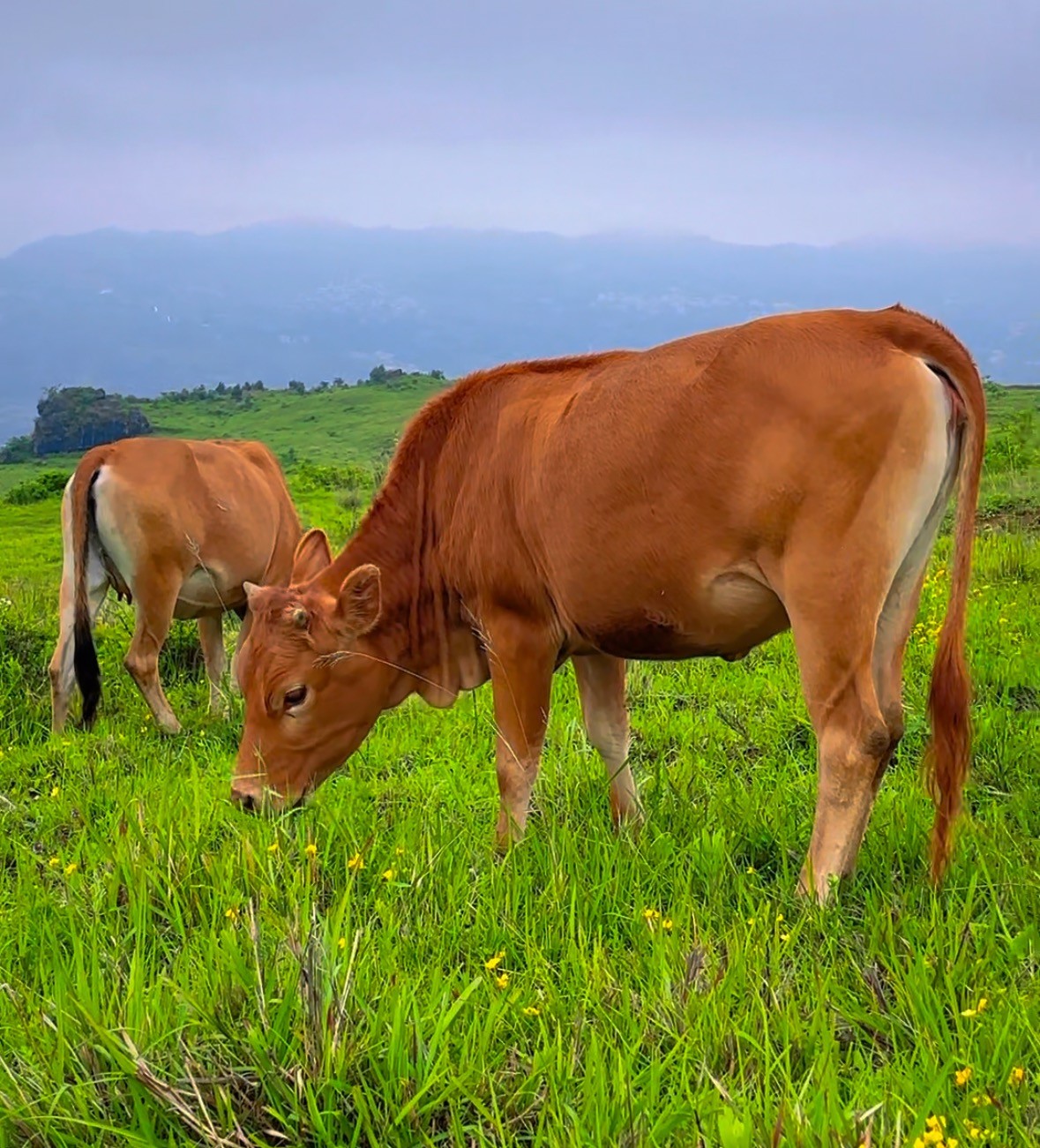 2号牛肉“改价链接"一物一拍贵州老品种土黄牛肉