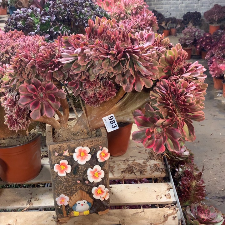 983粉女郎缀多肉法师