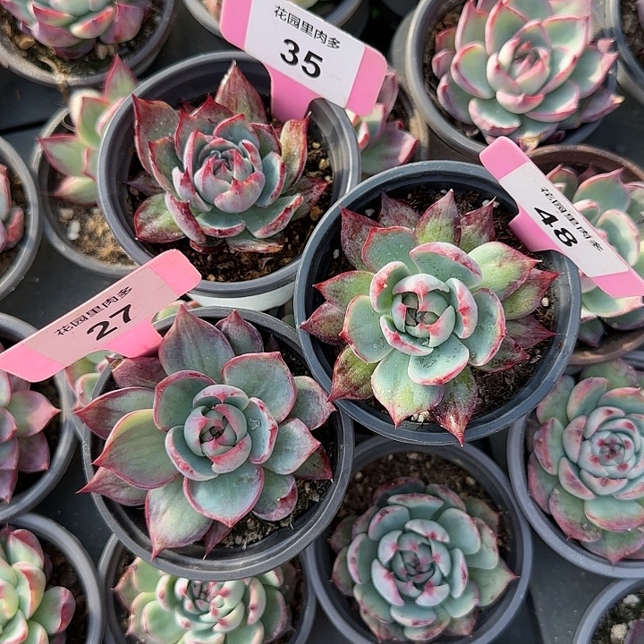 风***35，48，27 惊鸿仙子多肉植物6-9cm