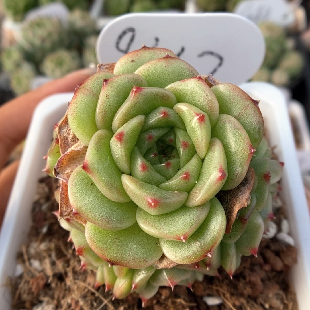 捧花麦秆群生可拍9647号