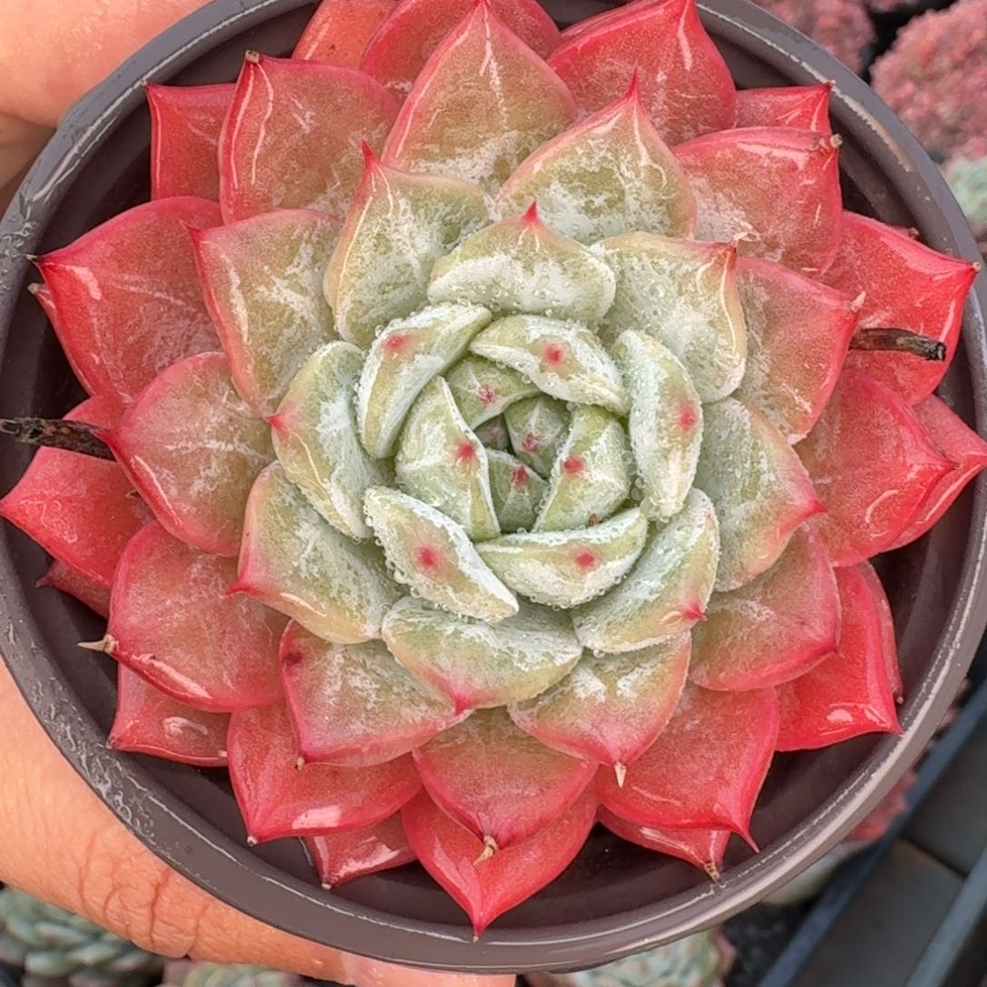 从前慢花园多肉编号-丹羽