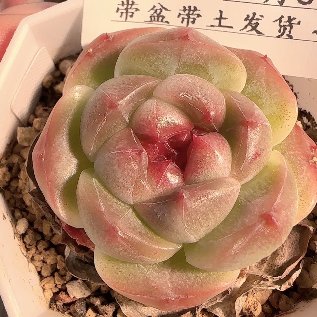 多肉1206-209钻石珍妮