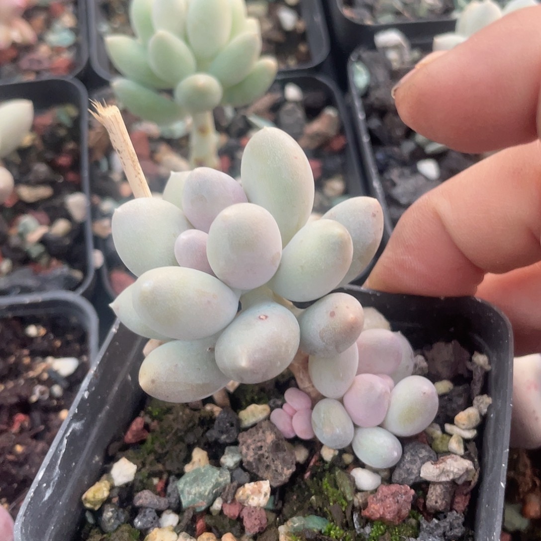 溜溜球 脱土发货 7口盆