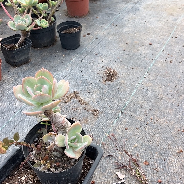 奔***云155白凤脱土发货不退不换