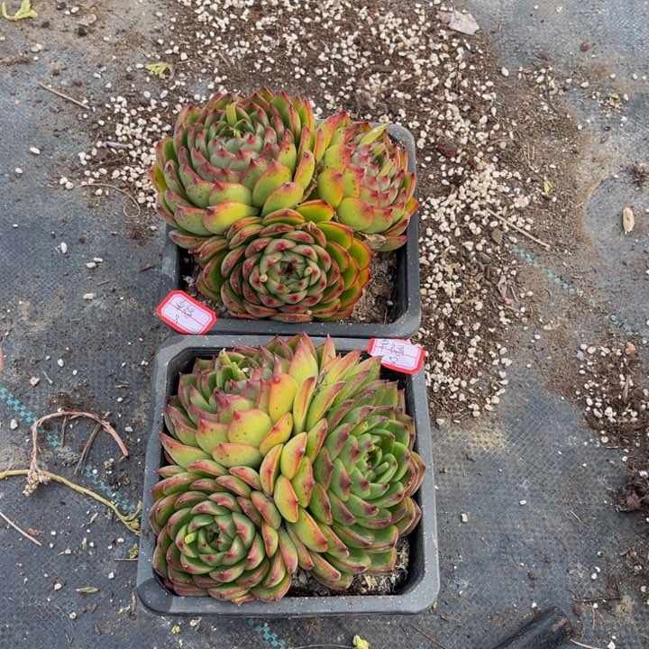 幸*月亮石三头两颗不包整散