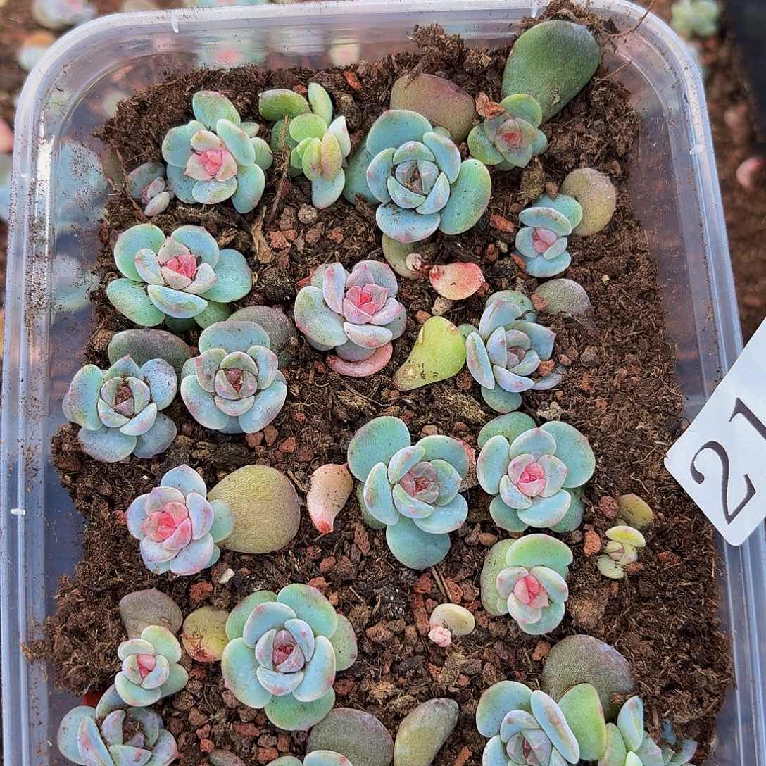 蔚*一多肉植物多肉植物214