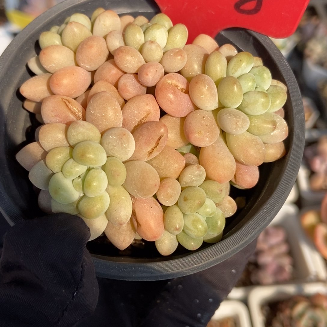 708洛可可多肉植物保护